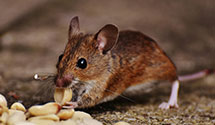 24 Hour & Emergency Exterminators in Guys Mills, PA
